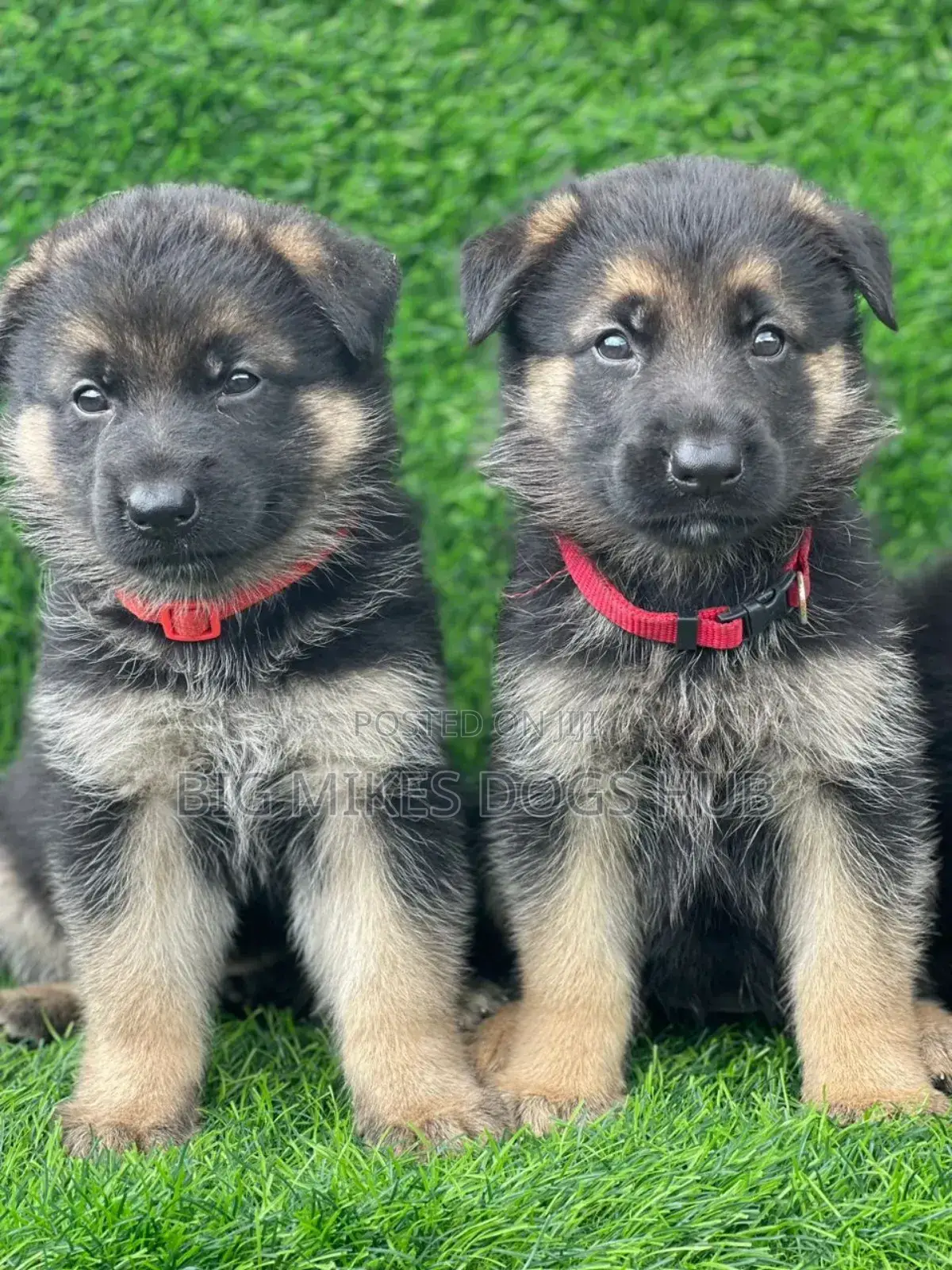 1-3 months Male Purebred German Shepherd