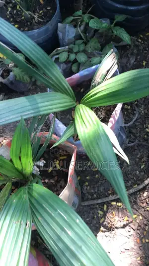Red Lipstick Palm