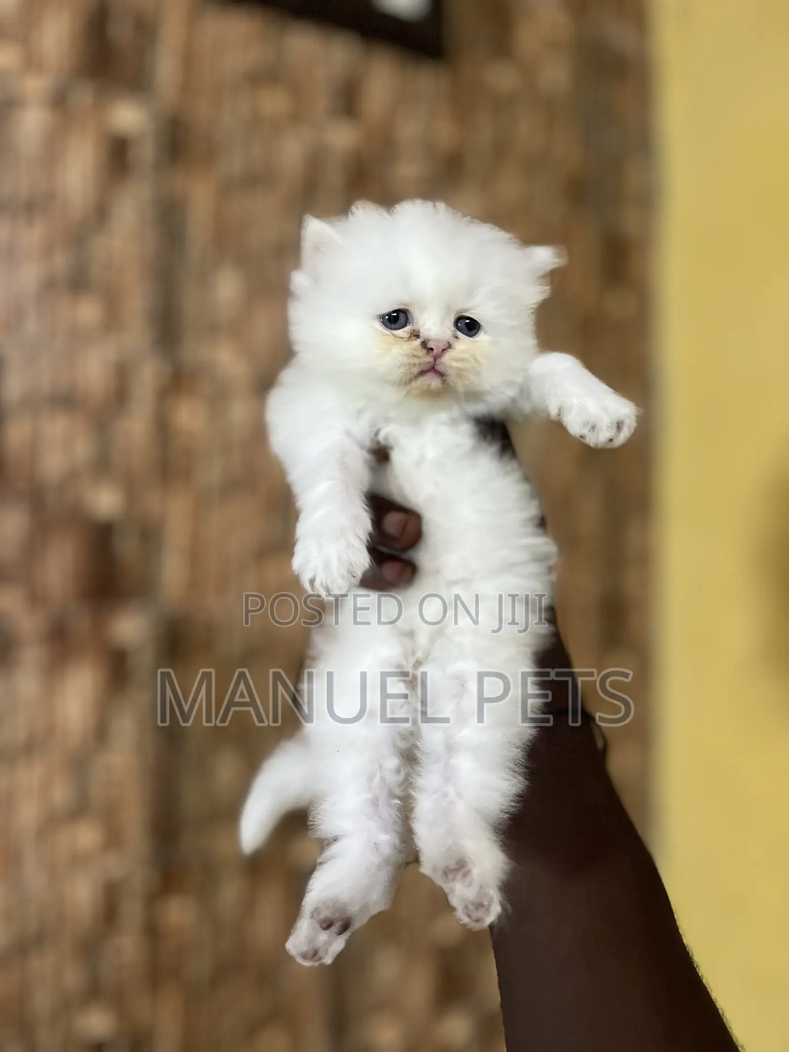 1-3 months Female Purebred Persian