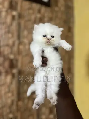 1-3 months Female Purebred Persian