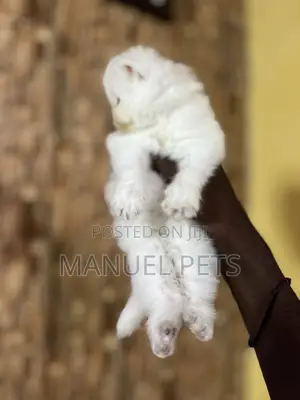 1-3 months Female Purebred Persian