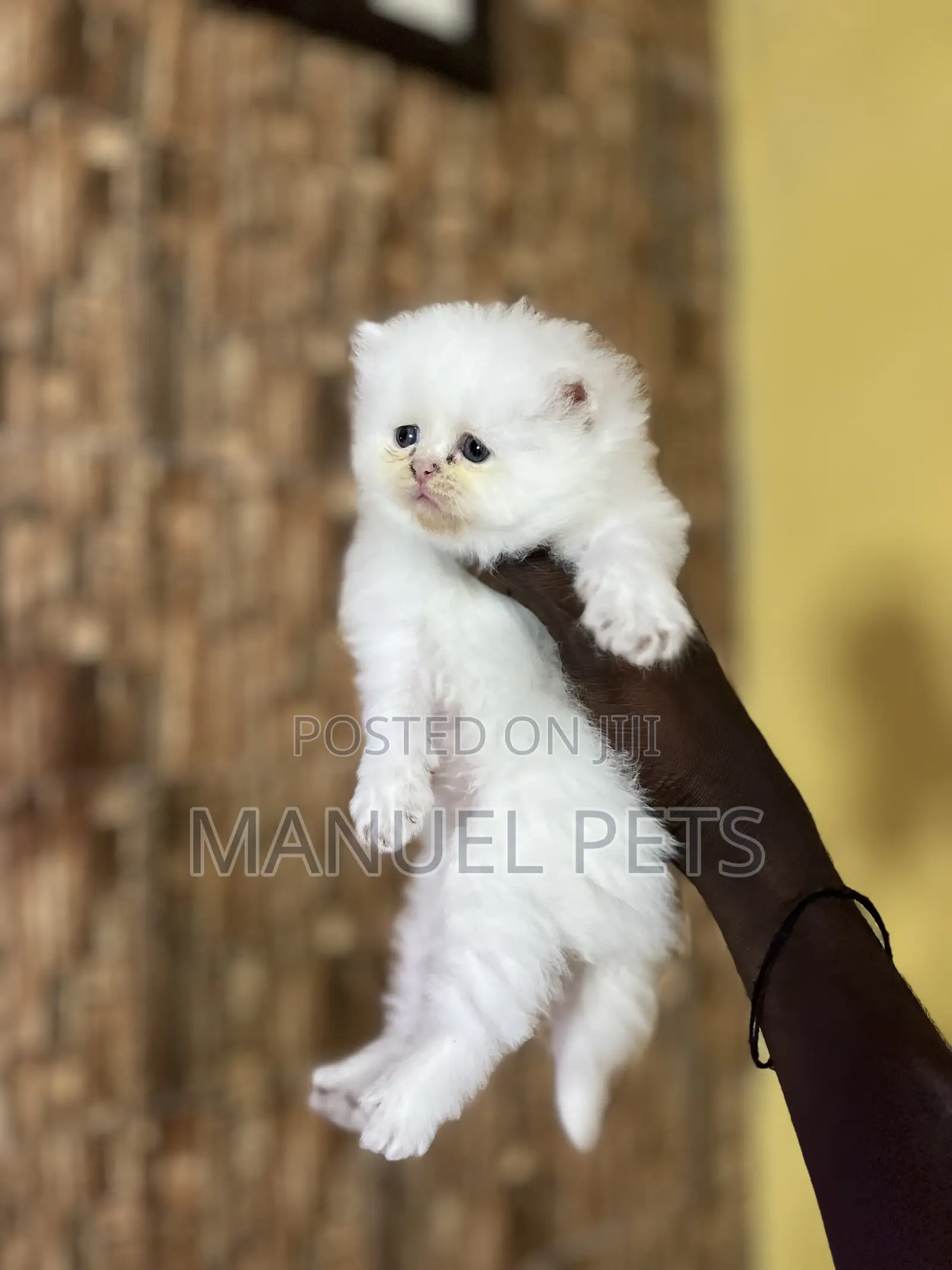 1-3 months Female Purebred Persian
