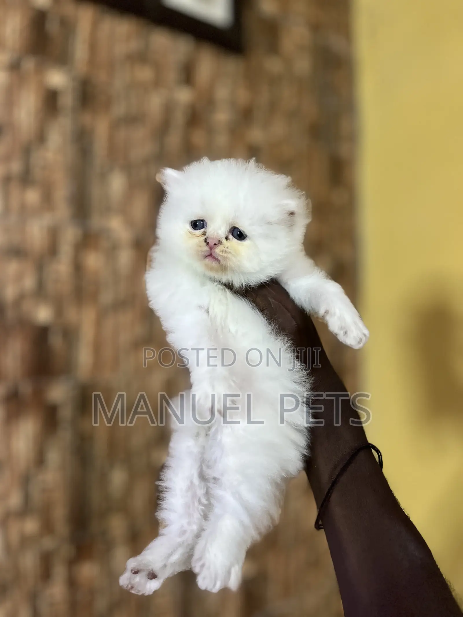 1-3 months Female Purebred Persian