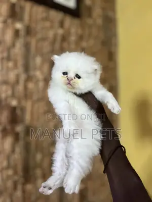 1-3 months Female Purebred Persian