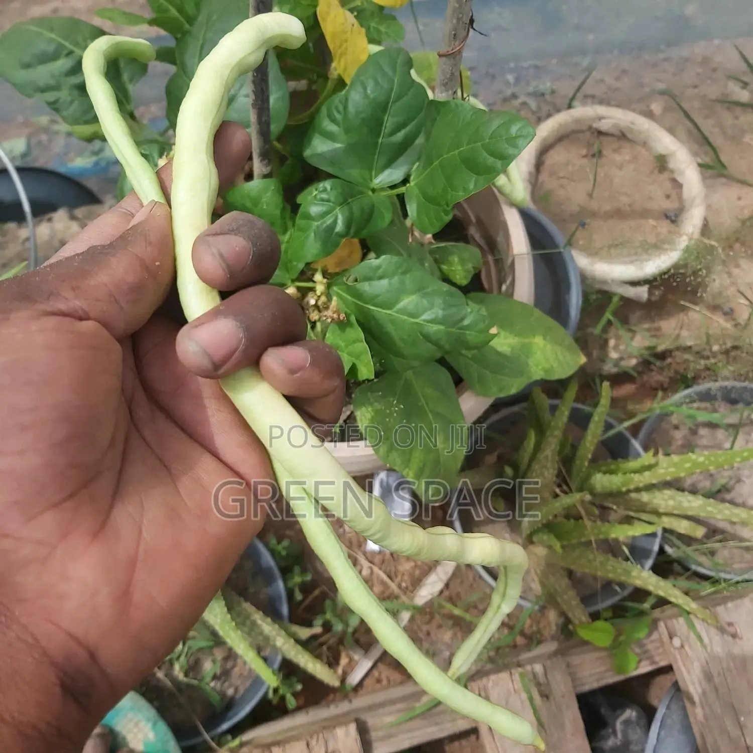Green Beans