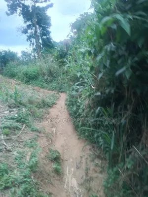 Cocoa Farm for Sale