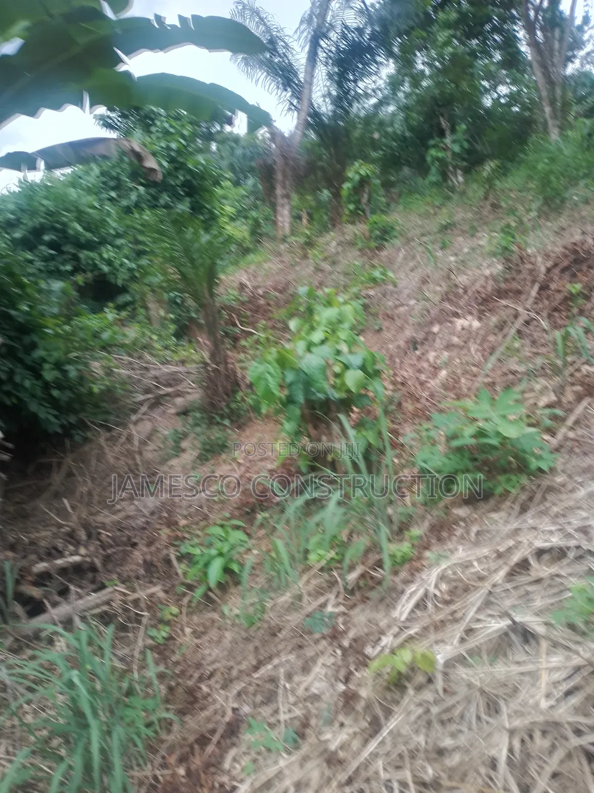 Cocoa Farm for Sale