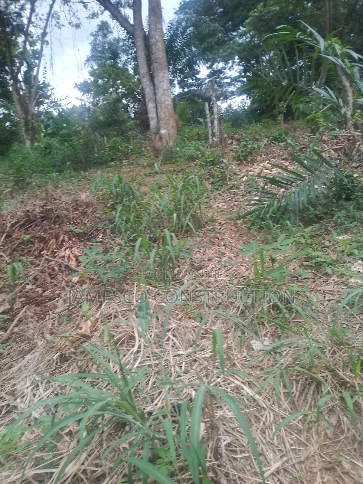 Cocoa Farm for Sale