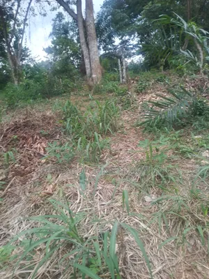 Cocoa Farm for Sale