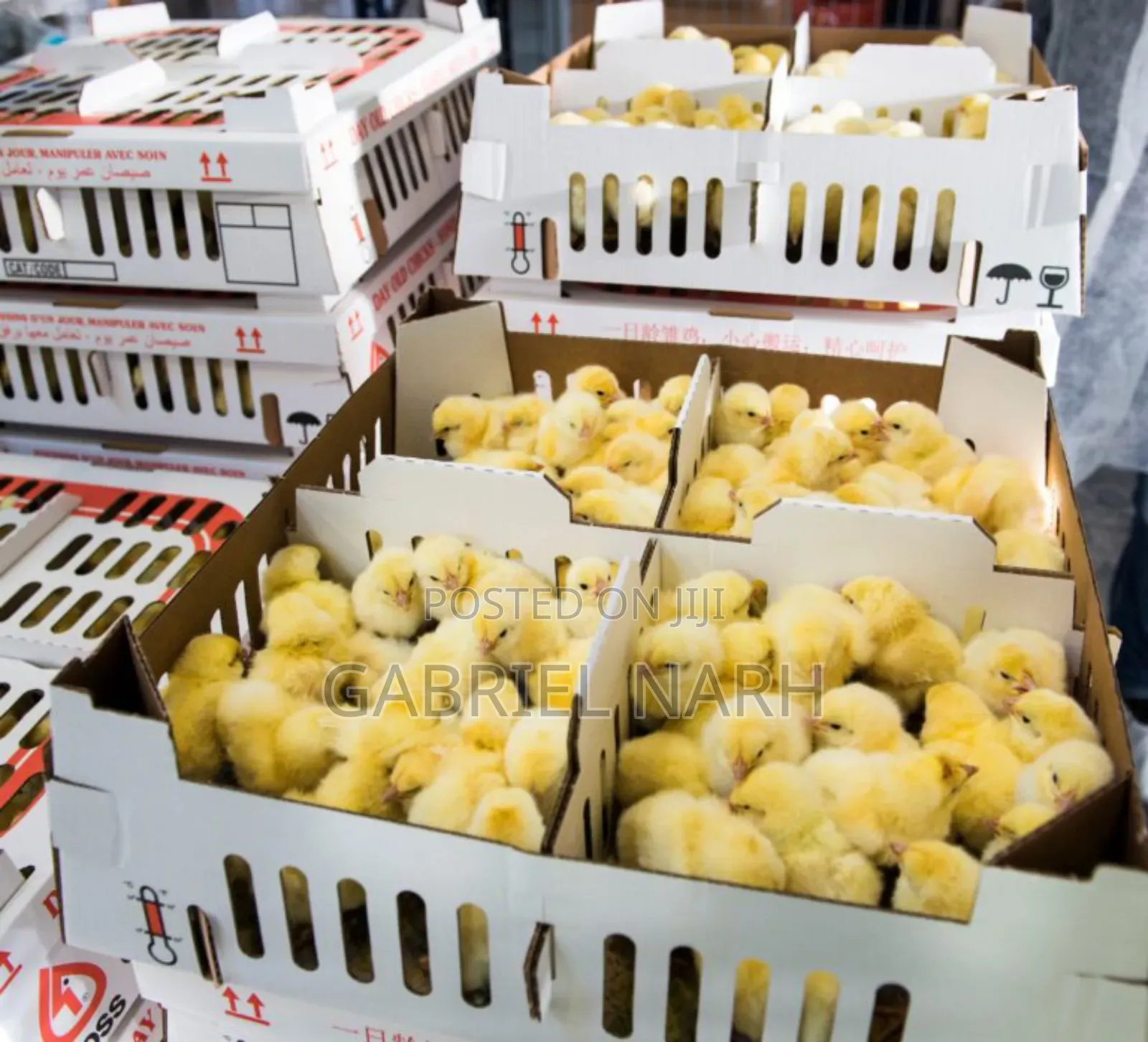Ross 308 Broilers Day Old Chicks