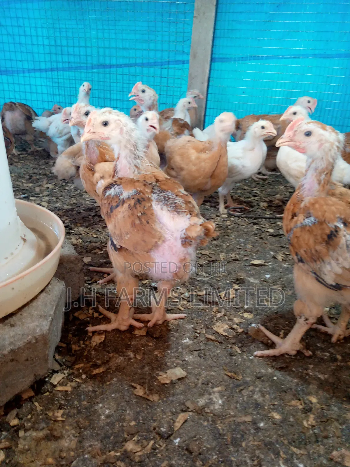 Sasso Broiler