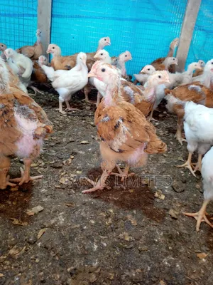 Sasso Broiler