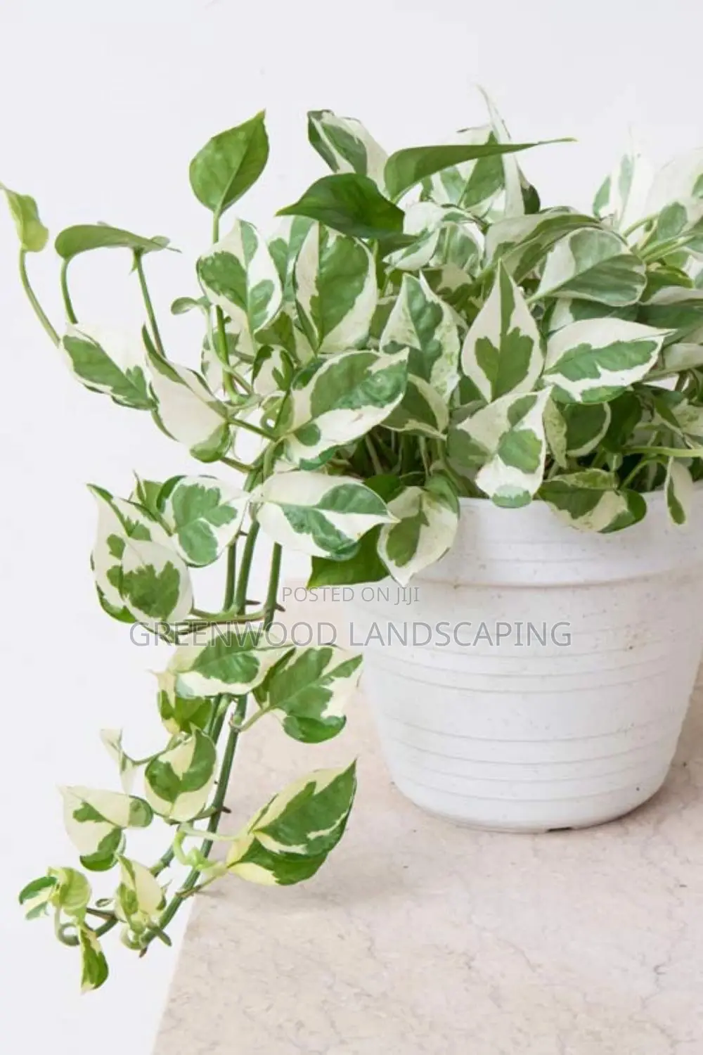 Pots and Flowers in Tema Metropolitan Landscaping & Gardening