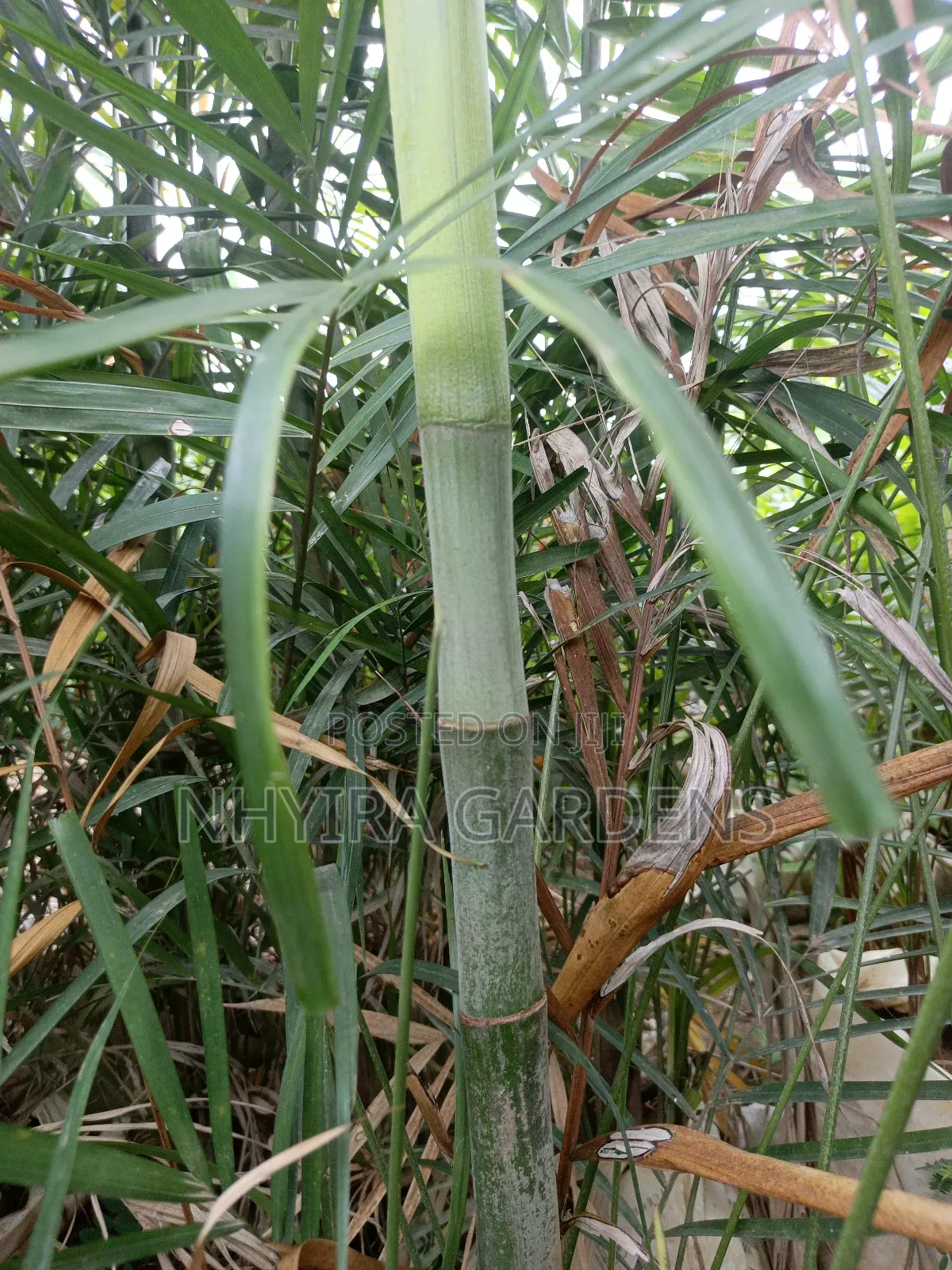 Tropical Plants for Sale