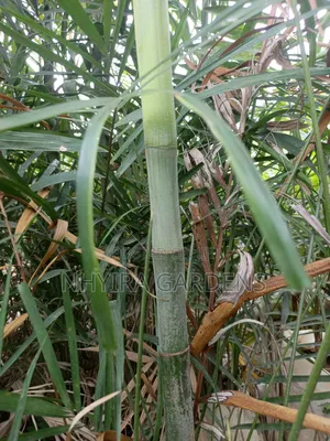 Tropical Plants for Sale
