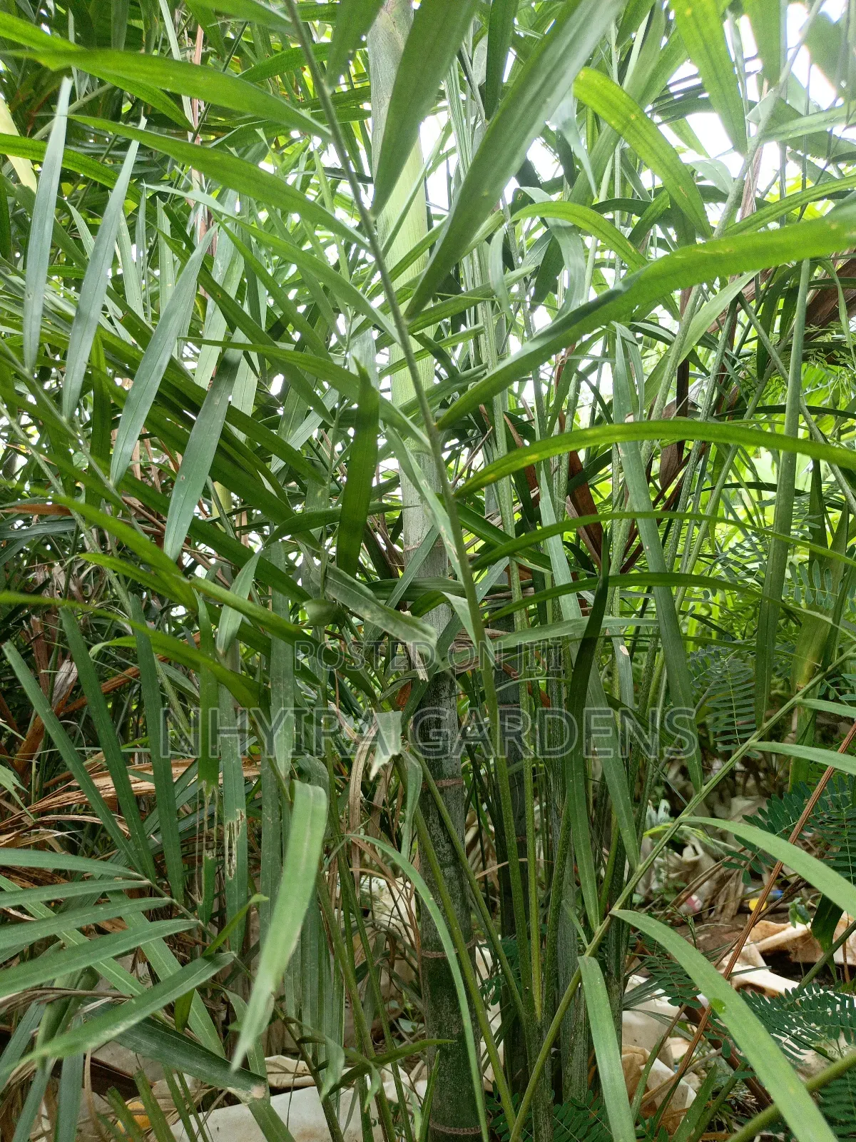 Tropical Plants for Sale