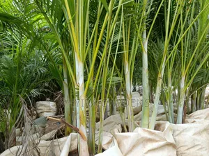 Tropical Plants for Sale