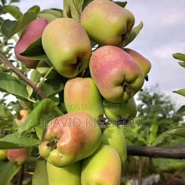 Kissgreenworld Offers Premium Apple Seedlings