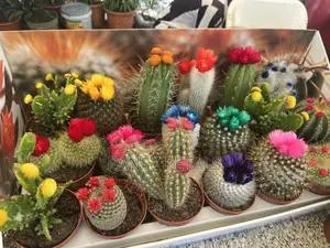 Cactus for Sale