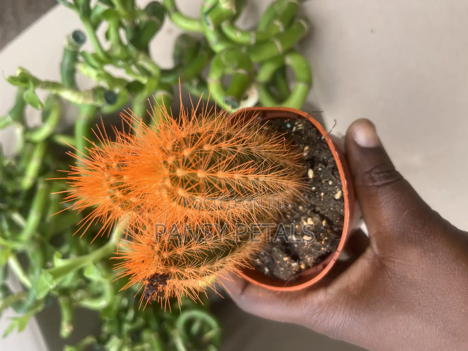 Cactus for Sale
