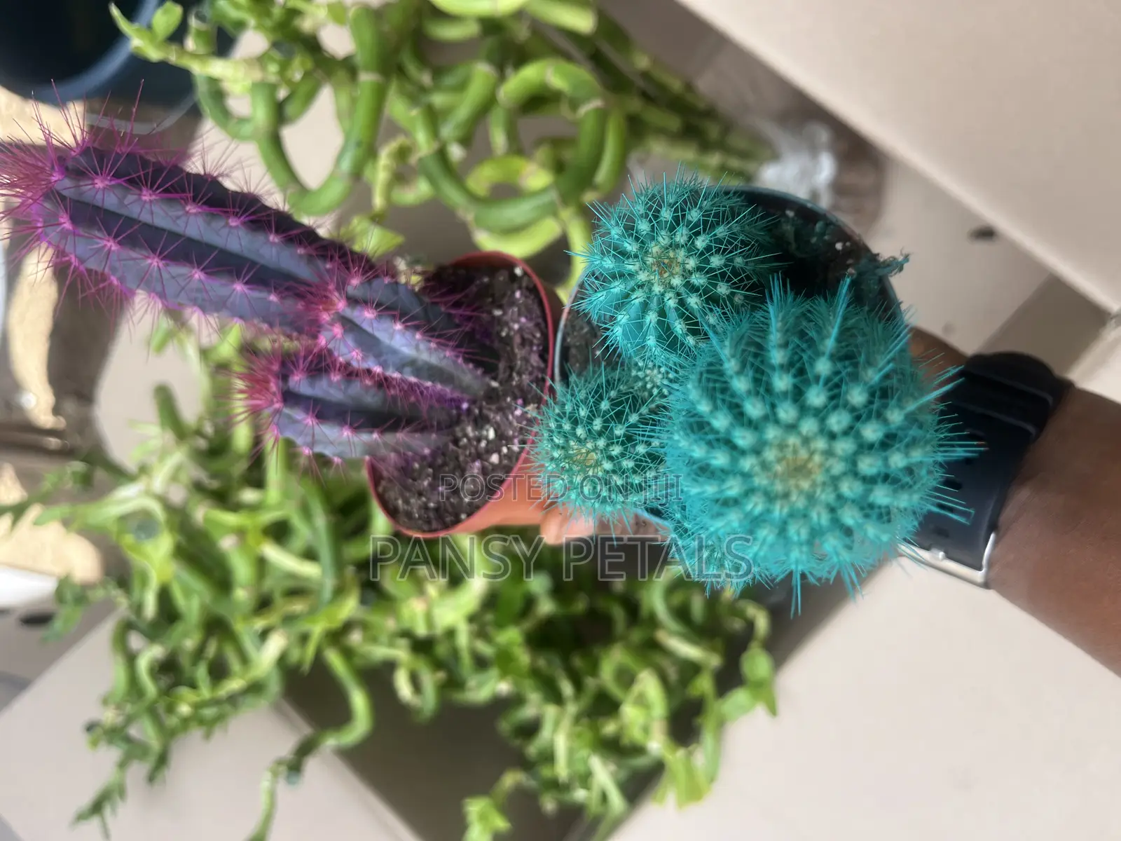 Cactus for Sale