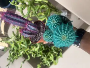 Cactus for Sale