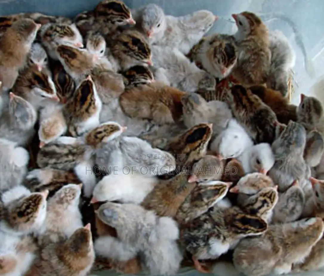 Netherlands Guinea Fowls Availability 38 and Local 20gh