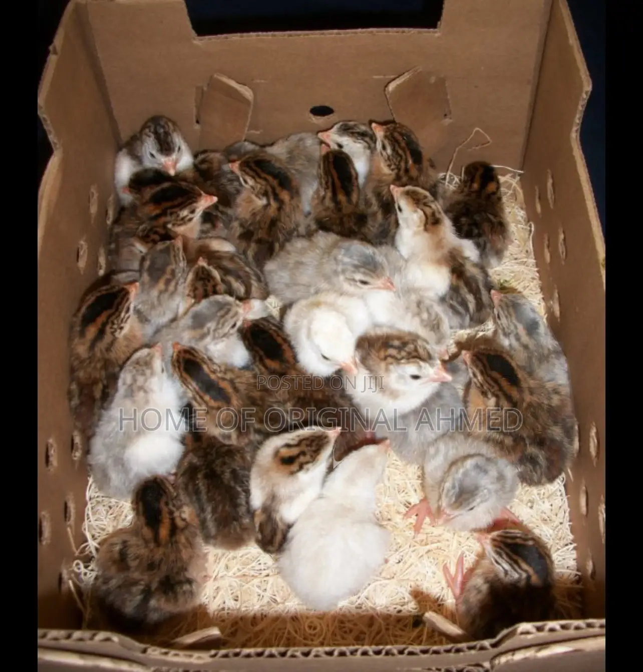 Netherlands Guinea Fowls Availability 38 and Local 20gh