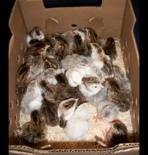 Netherlands Guinea Fowls Availability 38 and Local 20gh