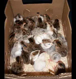 Netherlands Guinea Fowls Availability 38 and Local 20gh
