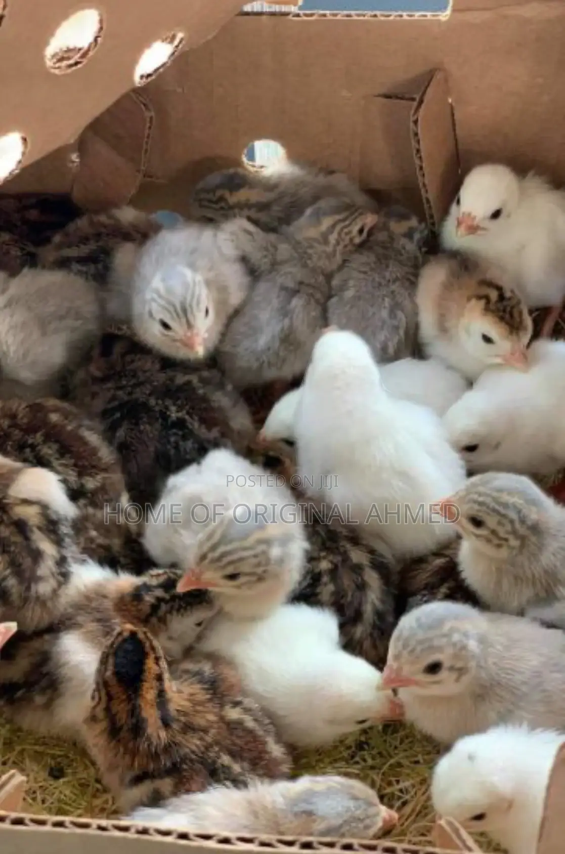 Netherlands Guinea Fowls Availability 38 and Local 20gh