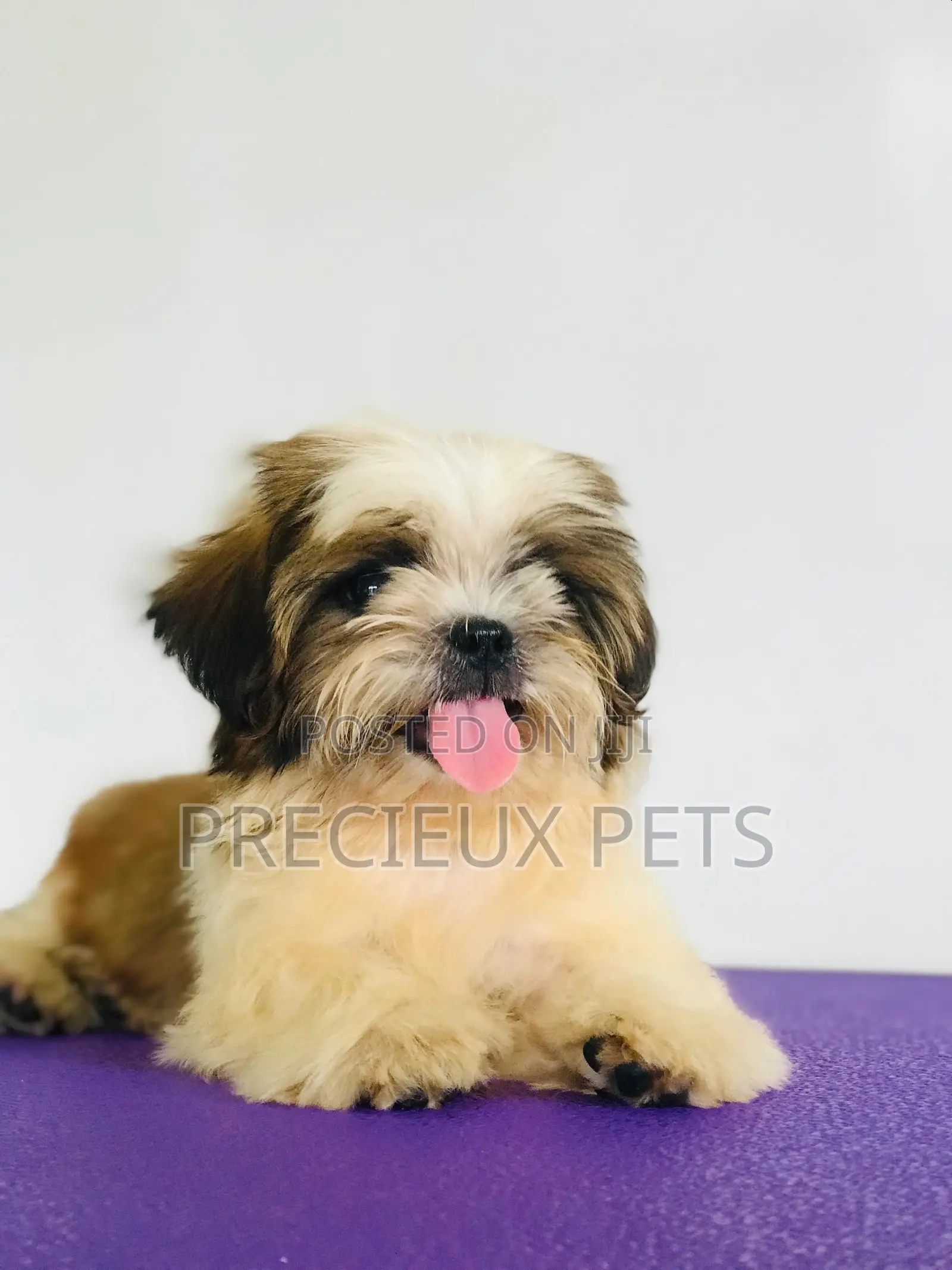 3-6 months Female Purebred Shih Tzu