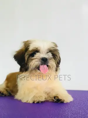 3-6 months Female Purebred Shih Tzu