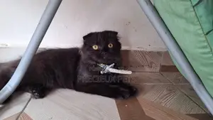 3-6 months Male Purebred Scottish Fold