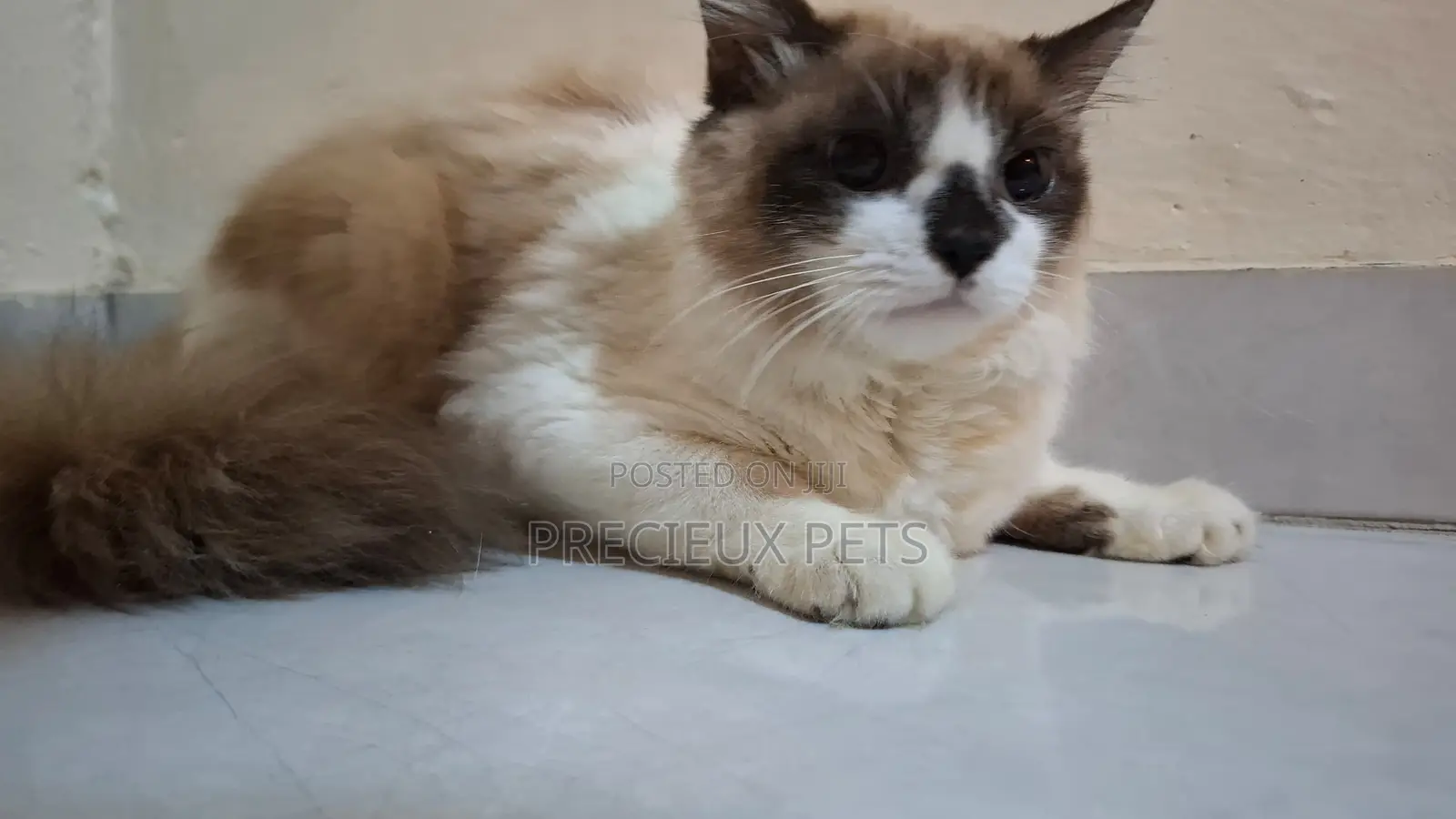 3-6 months Female Purebred Ragdoll