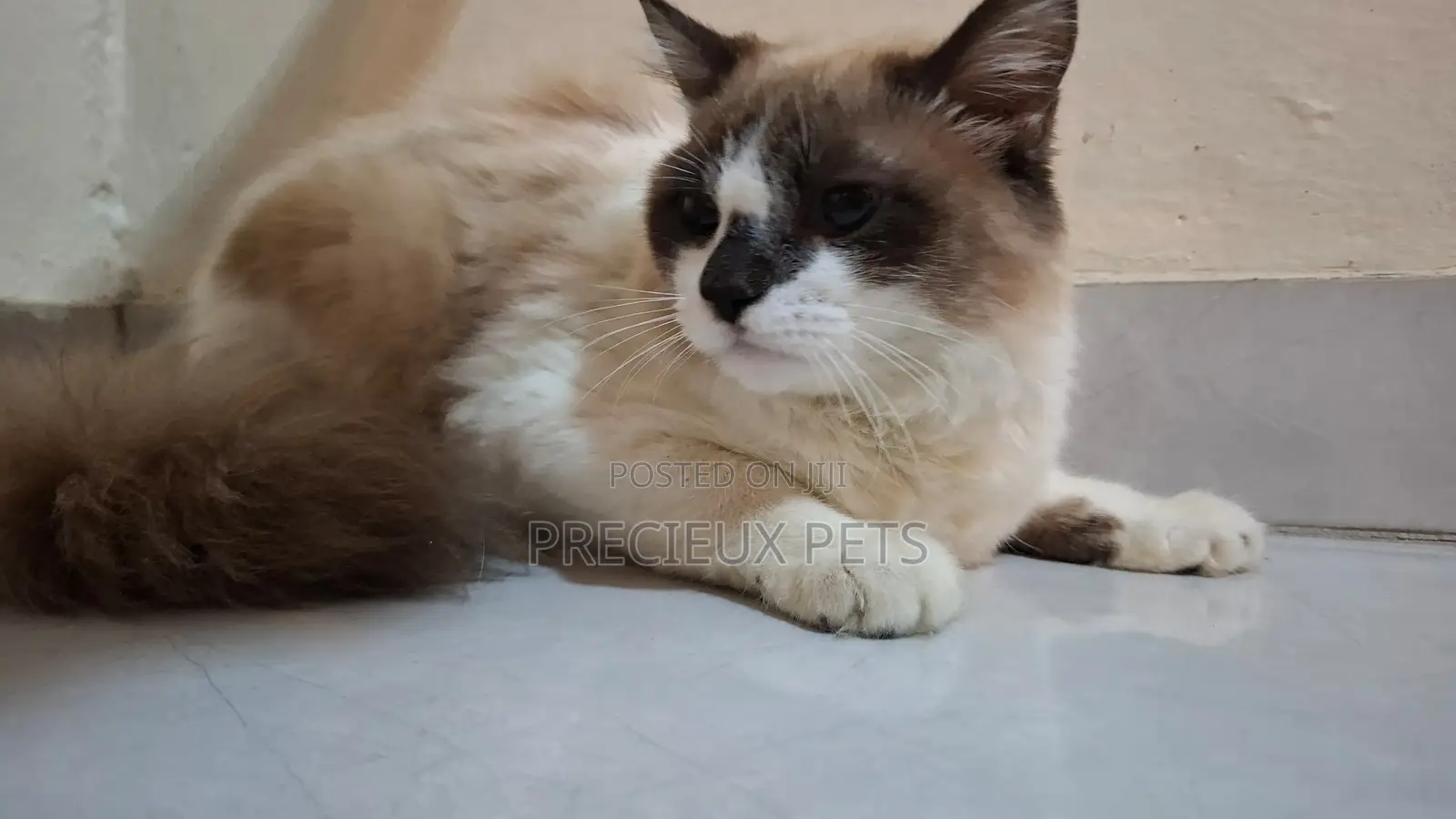3-6 months Female Purebred Ragdoll