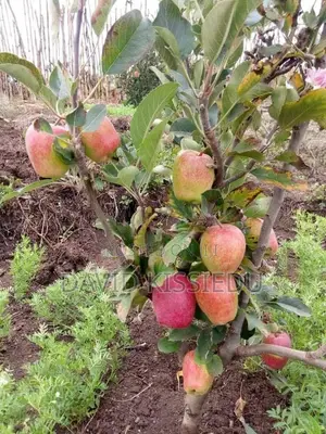 Kissgreenworld Offers Premium Apple Seedlings