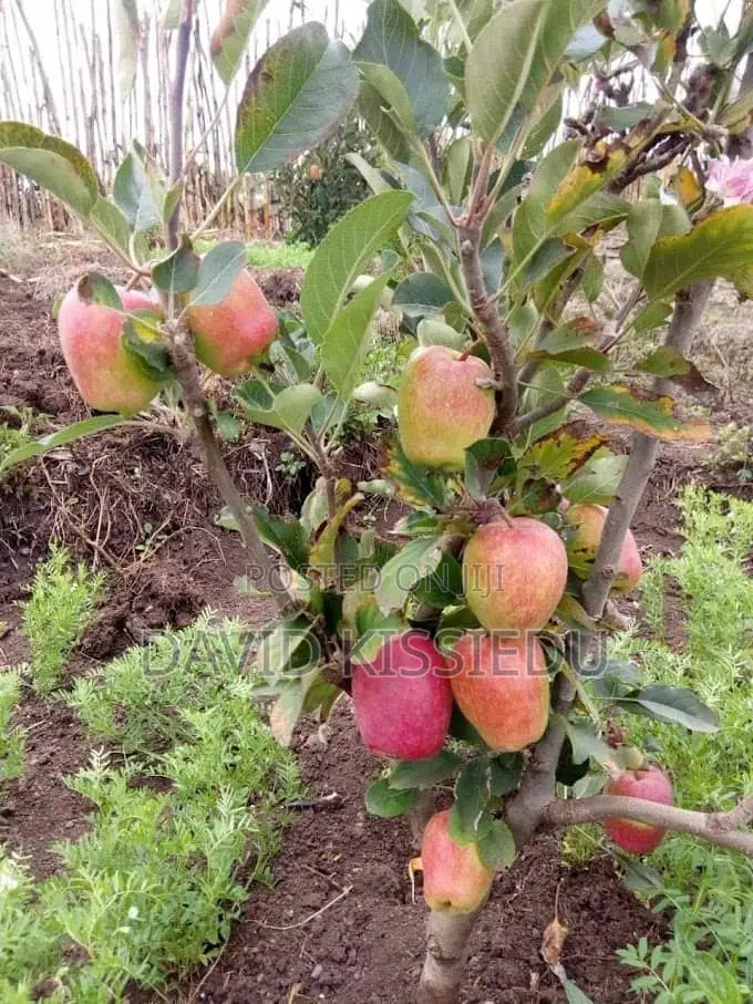 Kissgreenworld Offers Premium Apple Seedlings