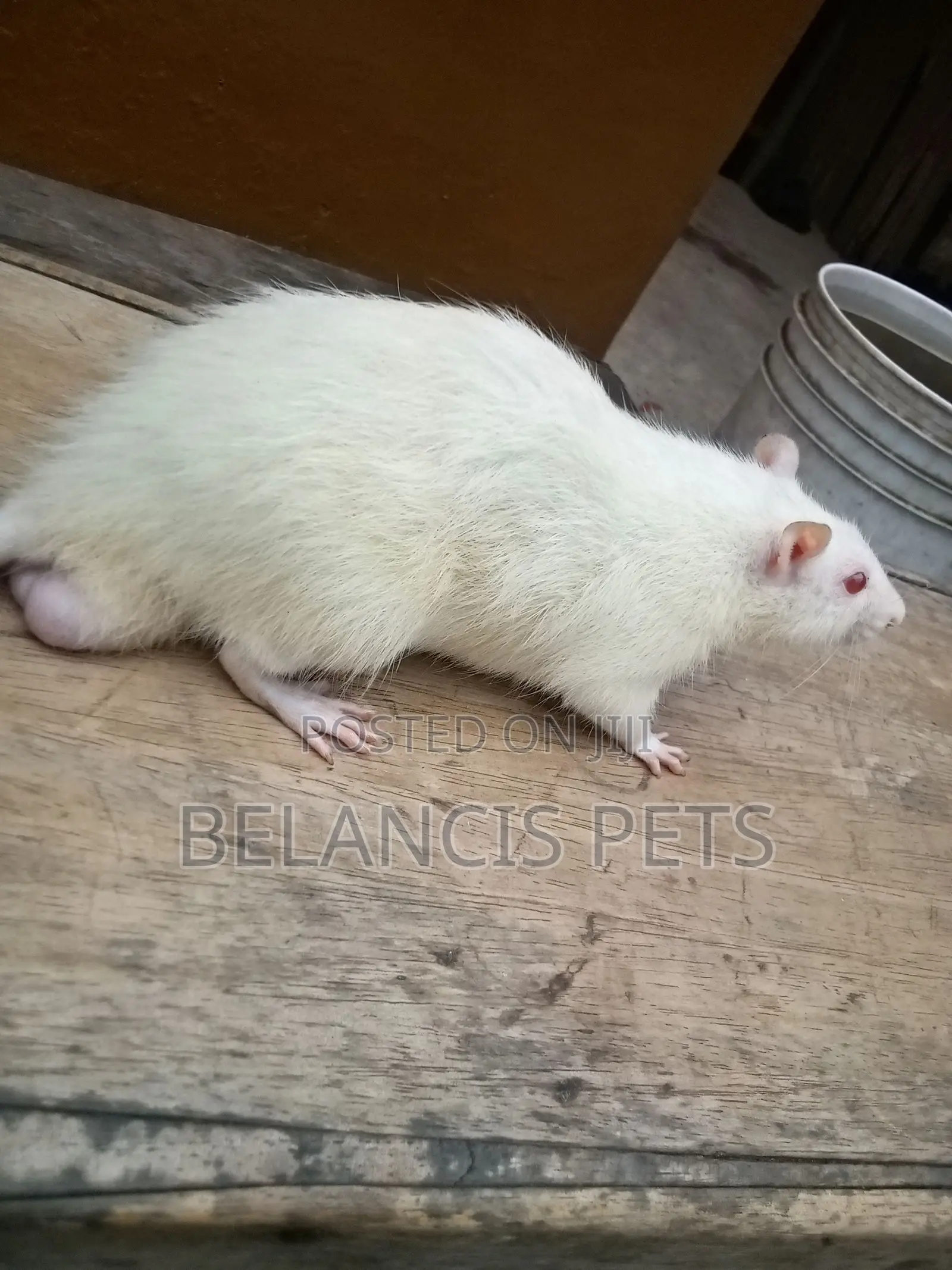 Pet Rats Very Friendly and Humble