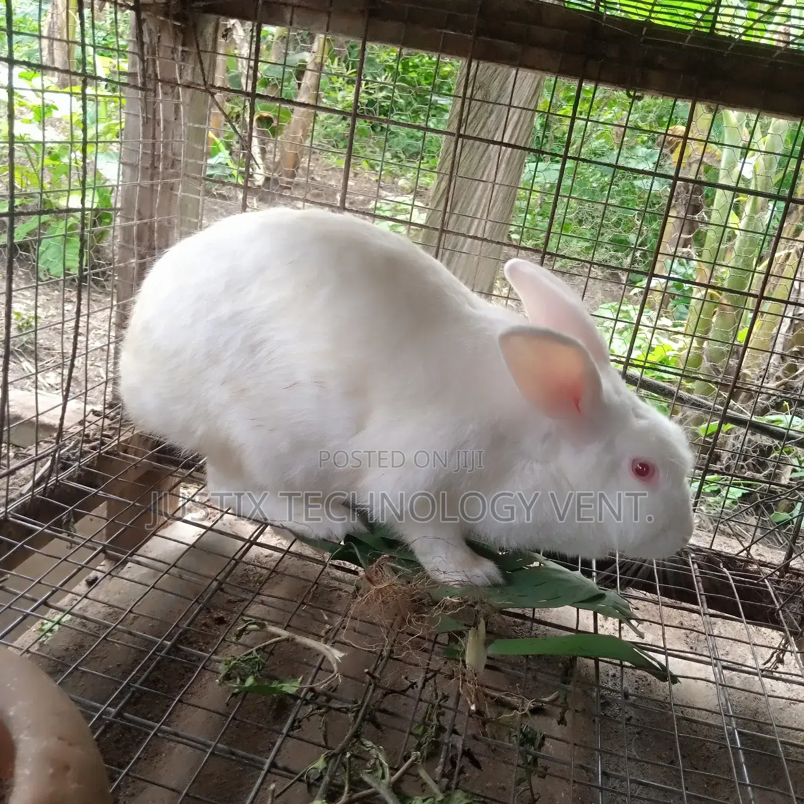 Newzealand White