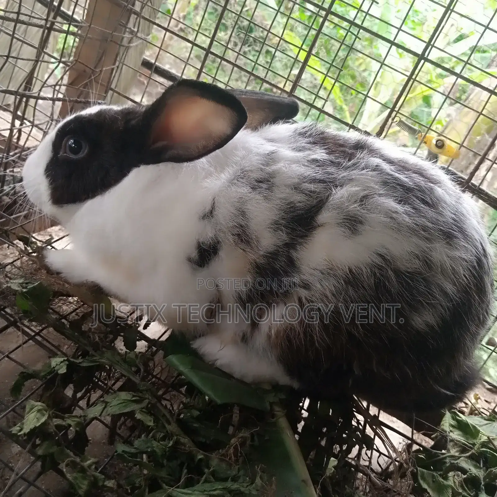 Dutch Rabbit for Breeding