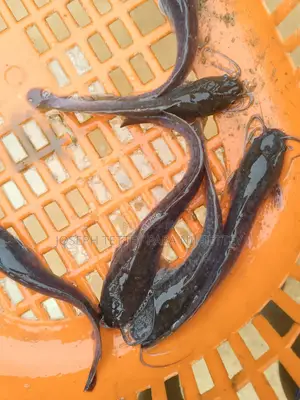 Juveniles Catfish and Jumbo