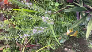 Tortoise Lavender Plant for Sale