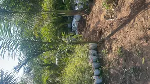 Royal Palm