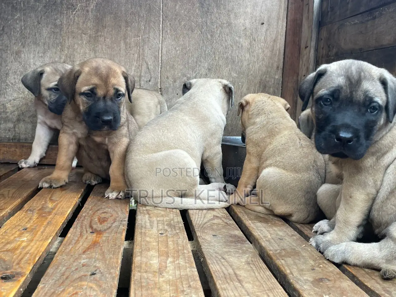1-3 months Female Purebred Boerboel