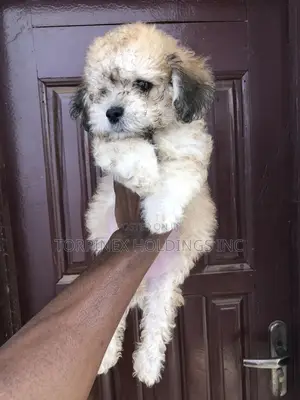 1-3 months Male Purebred Poodle