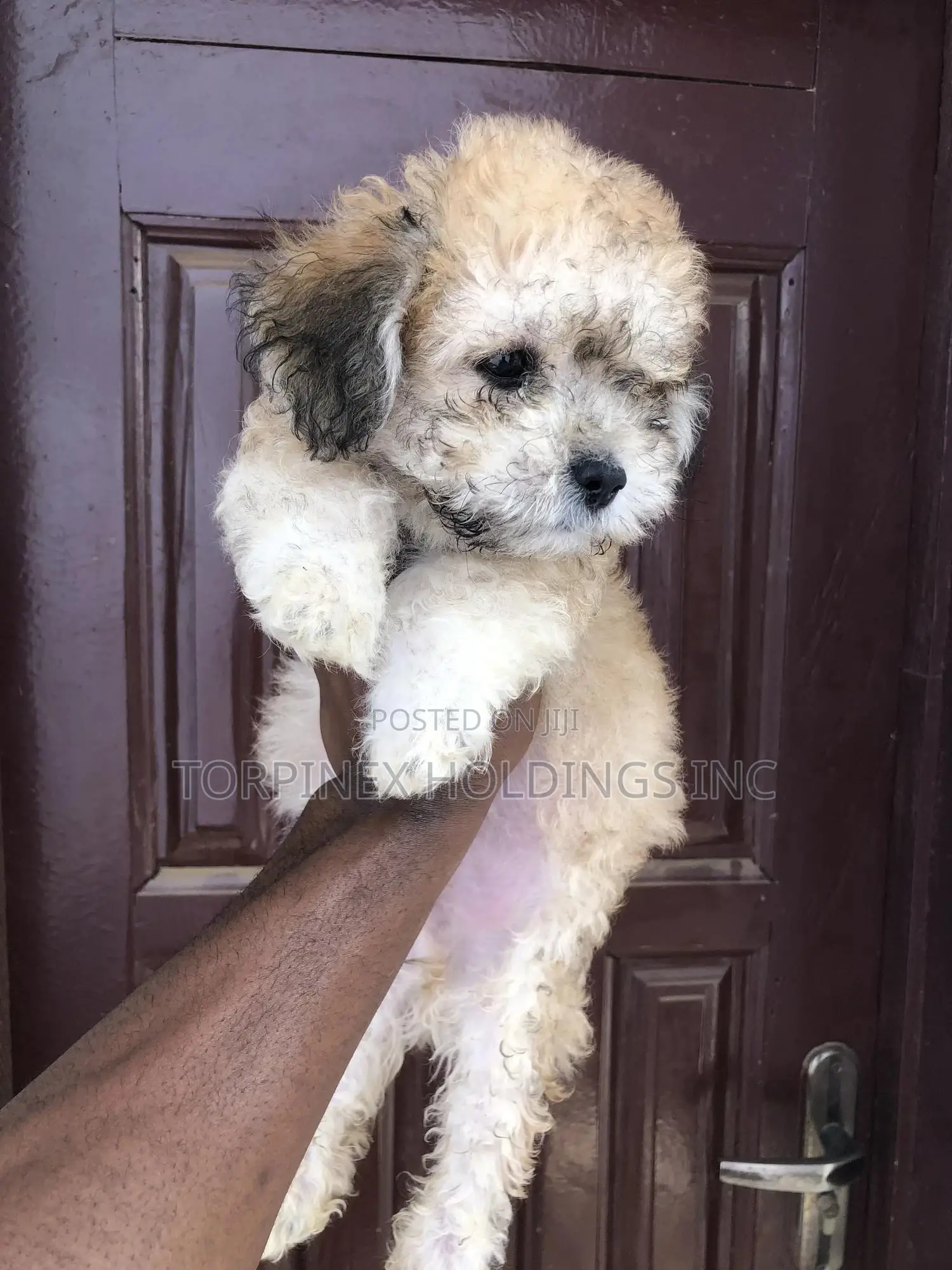 1-3 months Male Purebred Poodle