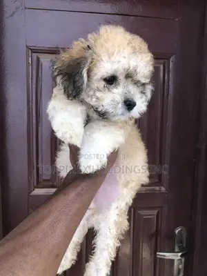 1-3 months Male Purebred Poodle