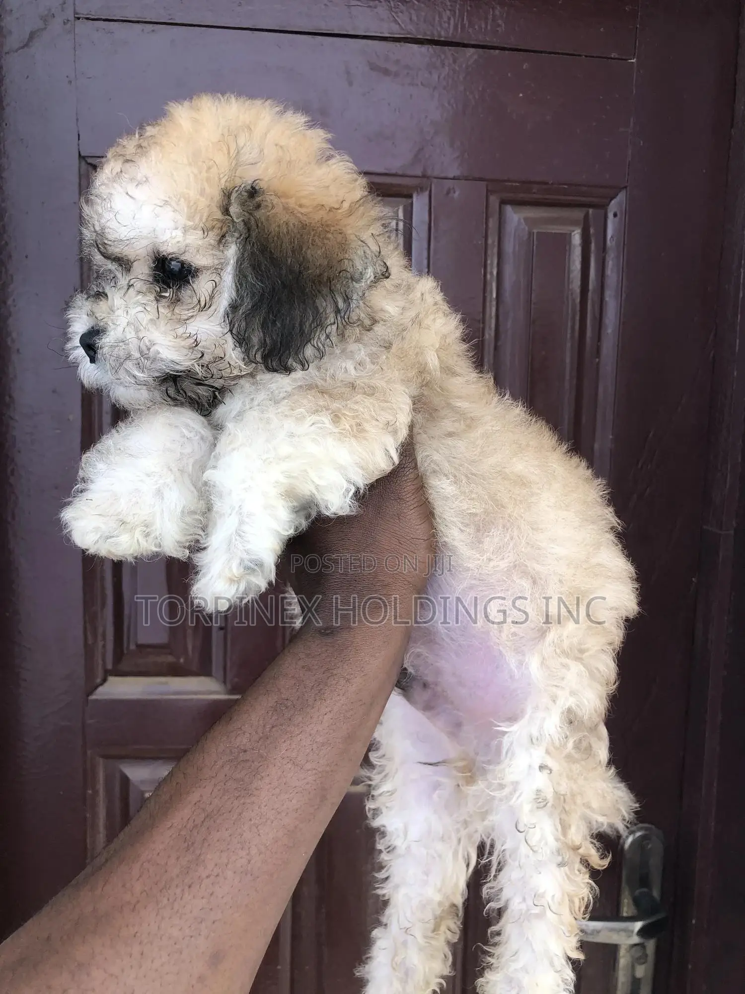 1-3 months Male Purebred Poodle