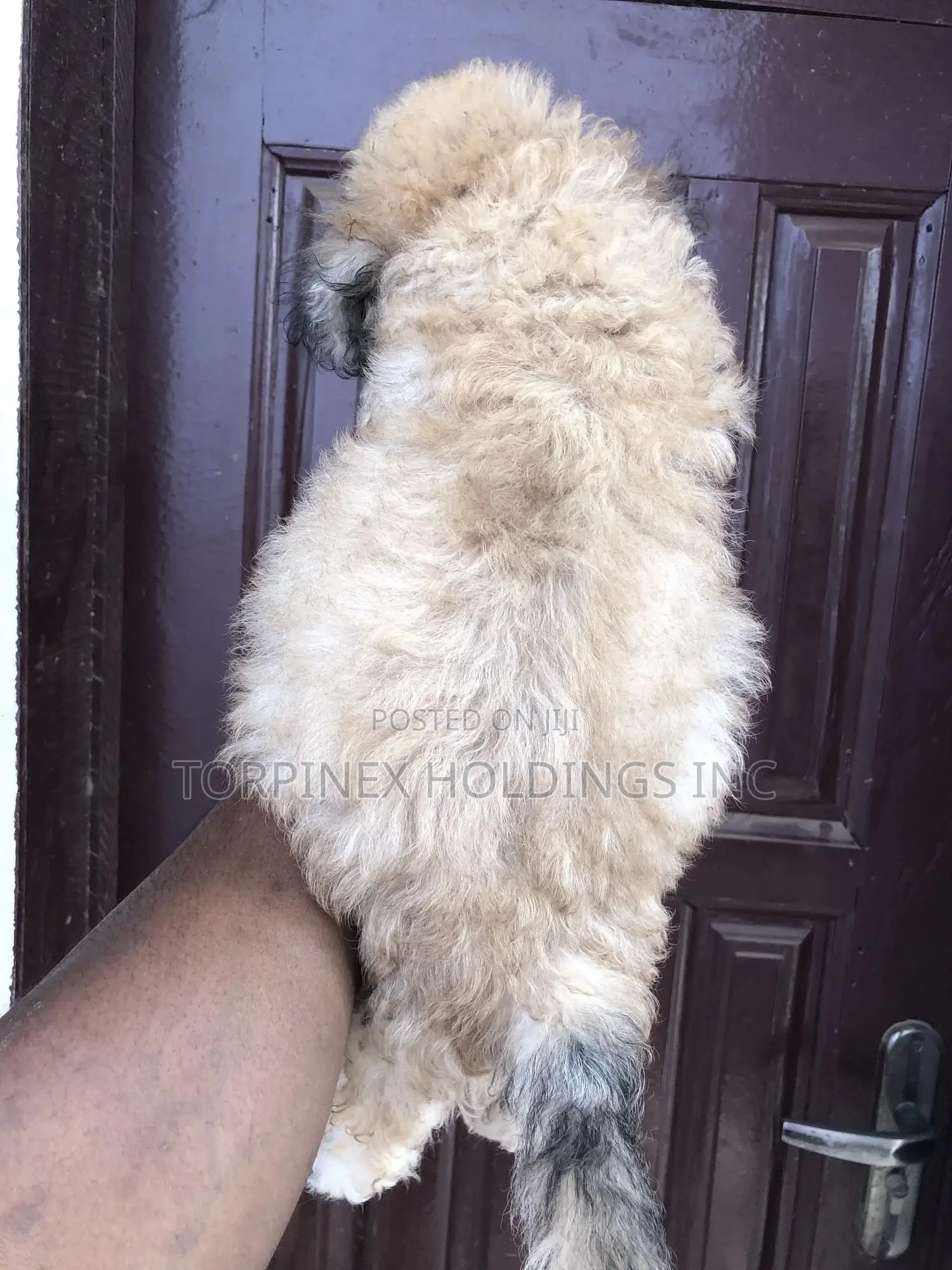 1-3 months Male Purebred Poodle
